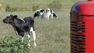Cattle on Buck Richardson's Farm 300