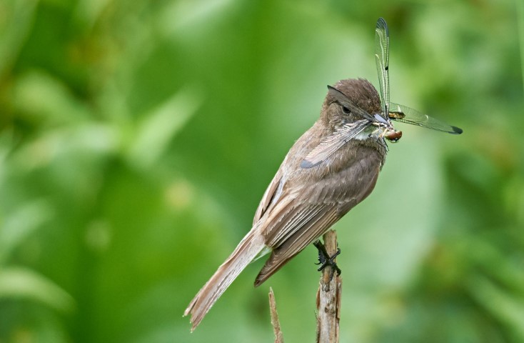 Saravanan Rajamanickam from Henrico titled My Breakfast (Small)