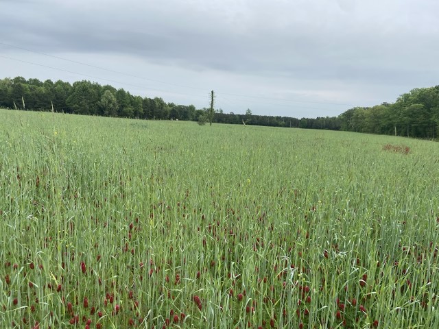 large open field (Small)